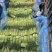 河南红帽蒜苔大量上市品质好诚信经营产地直发