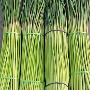 甄选红帽蒜苔鲜货大量上市直发全国价格美丽诚信