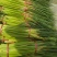 甄选红帽蒜苔鲜货大量上市直发全国价格美丽诚信