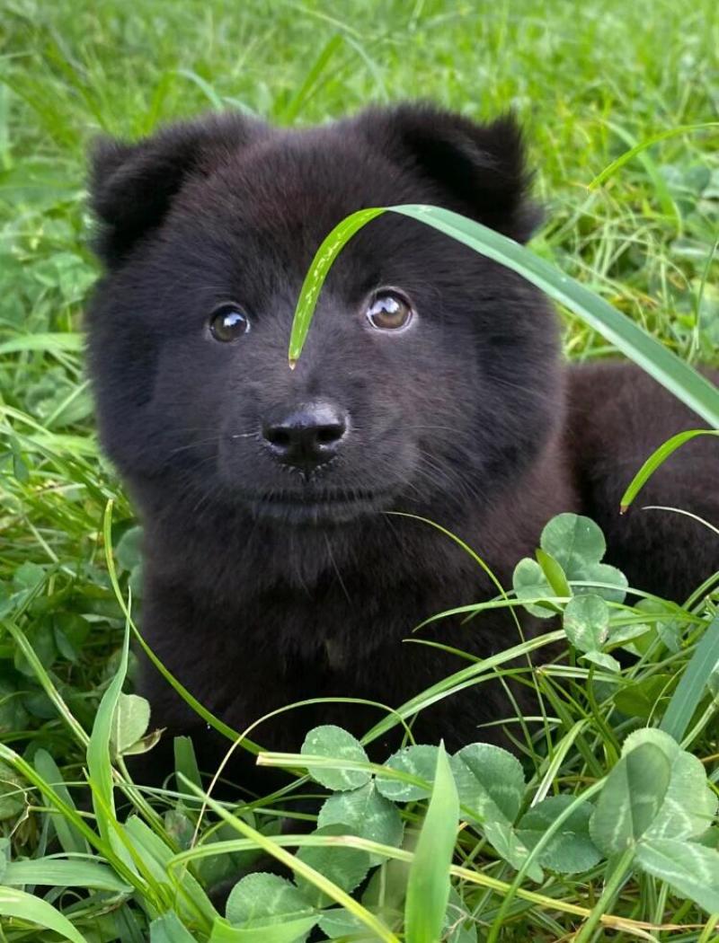 五黑犬