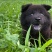 五黑犬