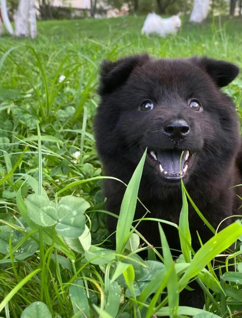五黑犬