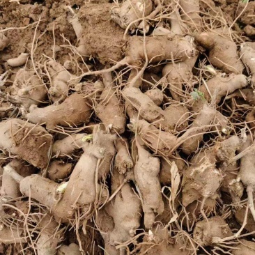 精品手选规格白术种苗白术芽子正宗包邮量大从优