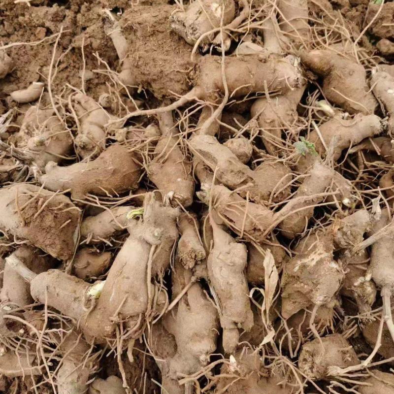 精品手选规格白术种苗白术芽子正宗包邮量大从优