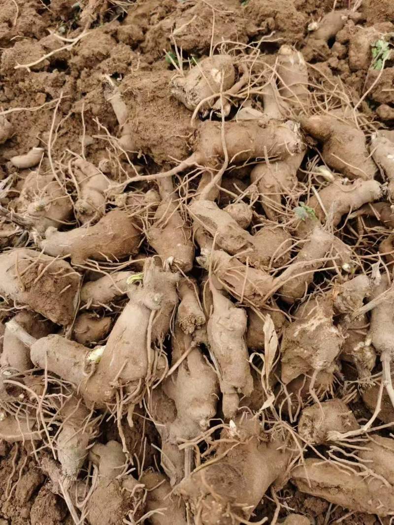 精品手选规格白术种苗白术芽子正宗包邮量大从优