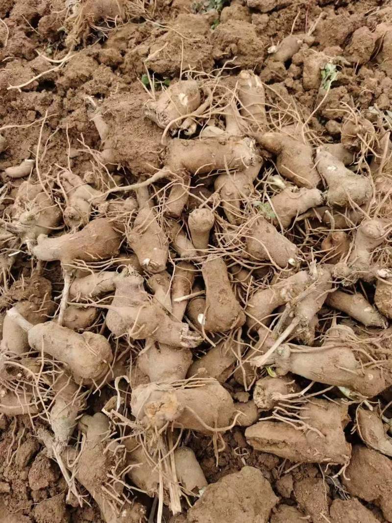 精品手选规格白术种苗白术芽子正宗包邮量大从优