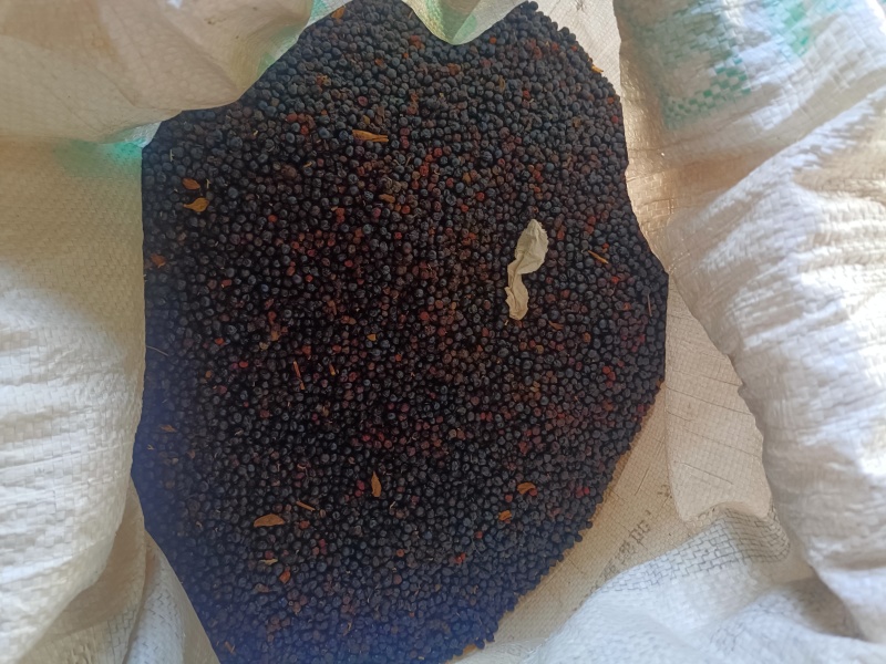 干种子，今年新货，出芽率好