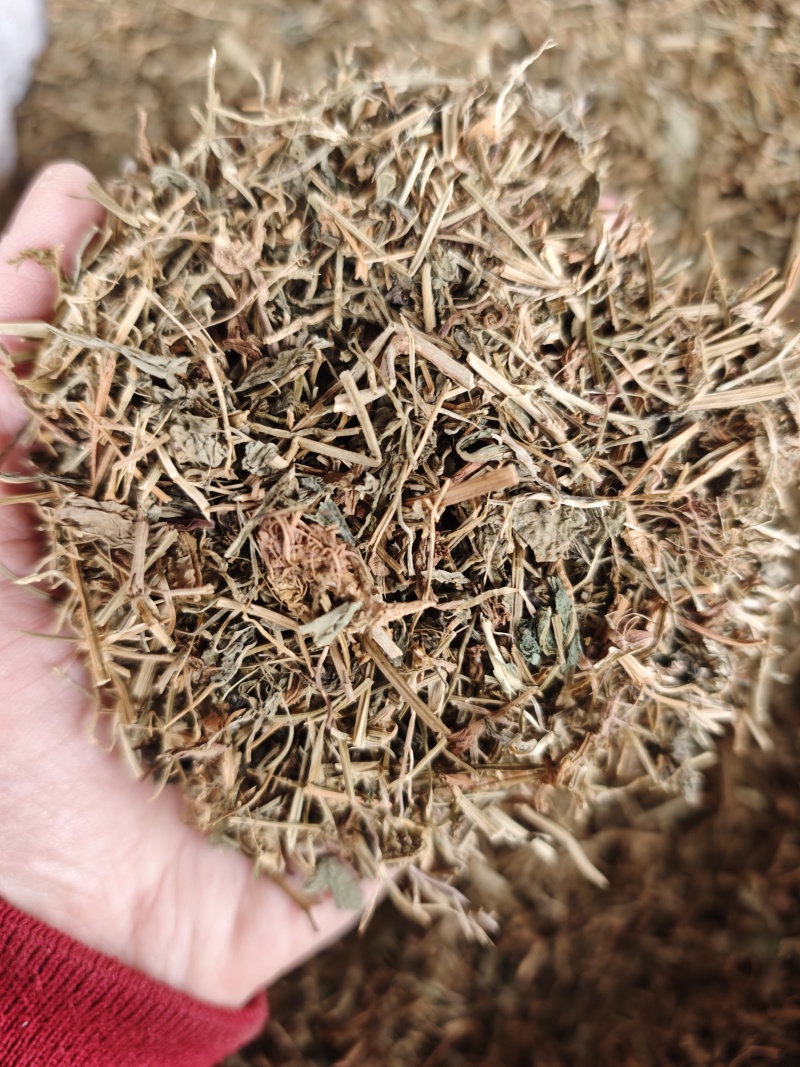 中药材蔊菜1公斤江边剪刀草金剪刀草野油菜野生新货