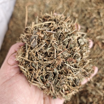 中药材蔊菜1公斤江边剪刀草金剪刀草野油菜野生新货