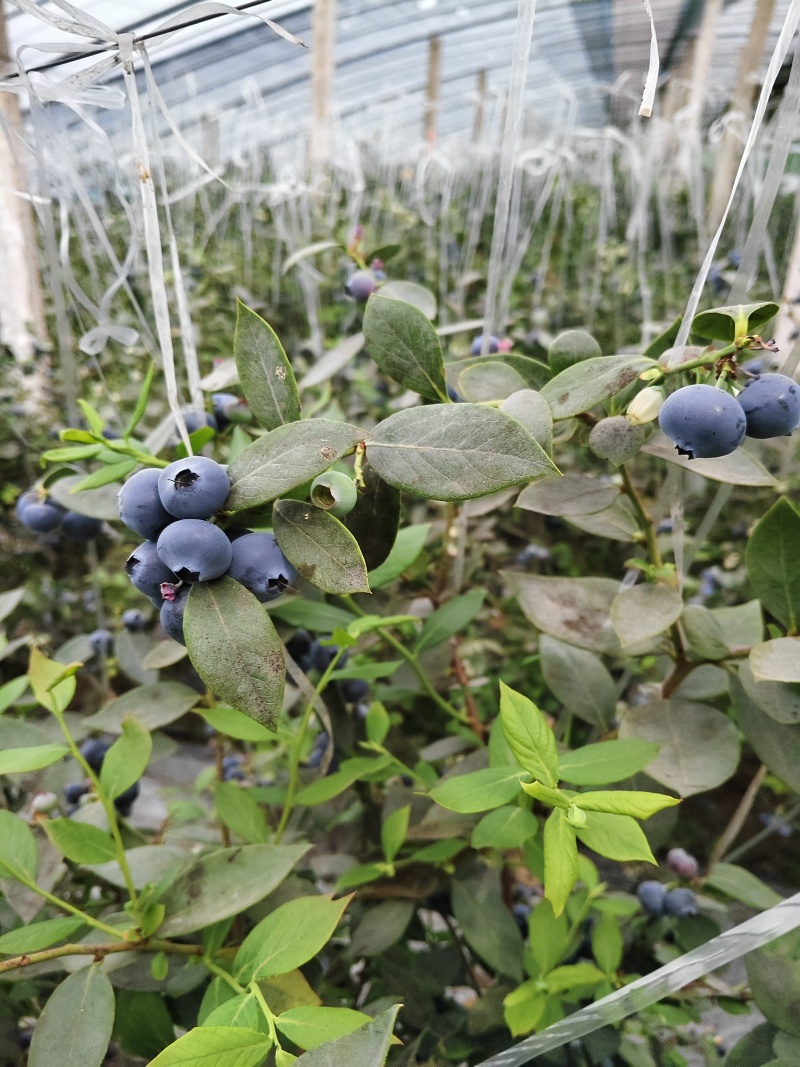山东蓝莓产地价格优惠大量上市，全国发货欢迎咨询电话
