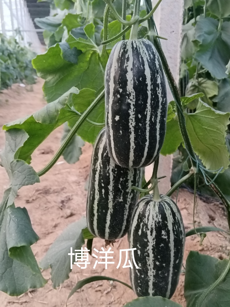 批发大朋甜瓜