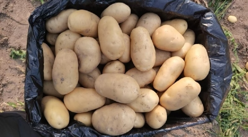 🅰精品土豆黄皮黄心一手货源供市场电商商超