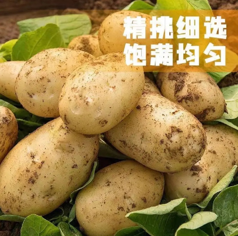🅰精品土豆黄皮黄心一手货源供市场电商商超