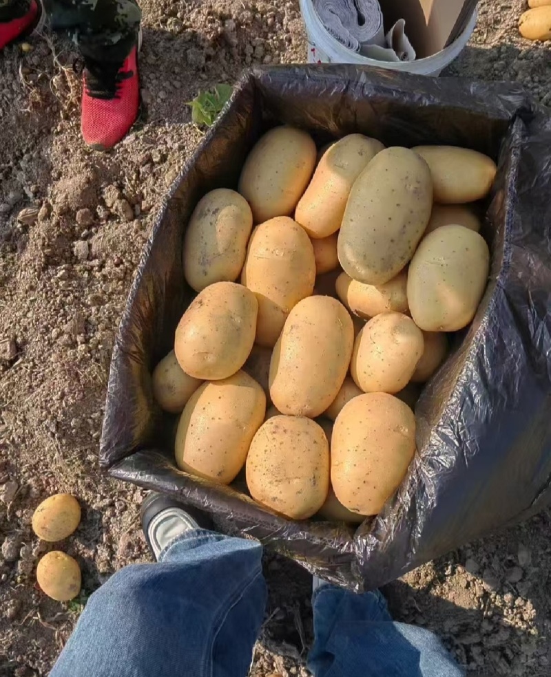 🅰精品土豆黄皮黄心一手货源供市场电商商超