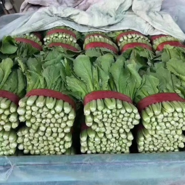 精品小白菜，价格和质量严格把控