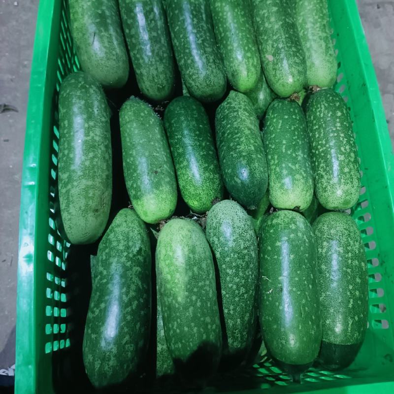 基地水果青皮青肉毛节瓜
