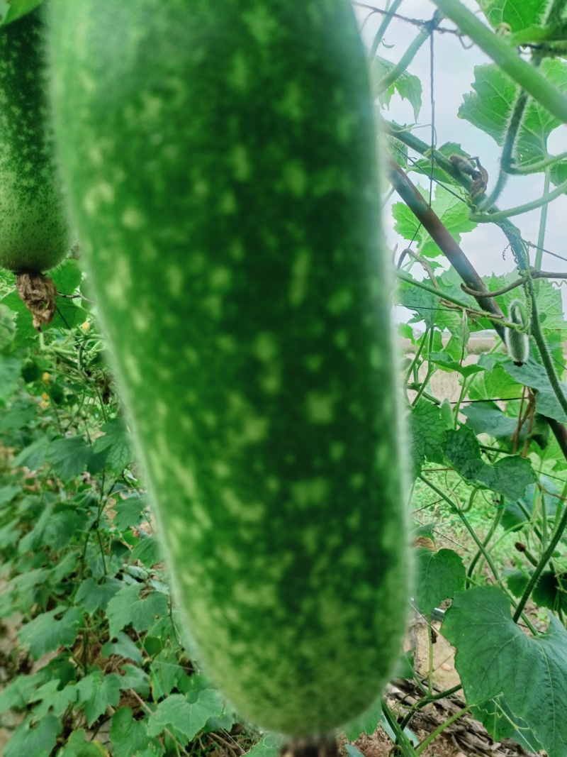 基地水果青皮青肉毛节瓜