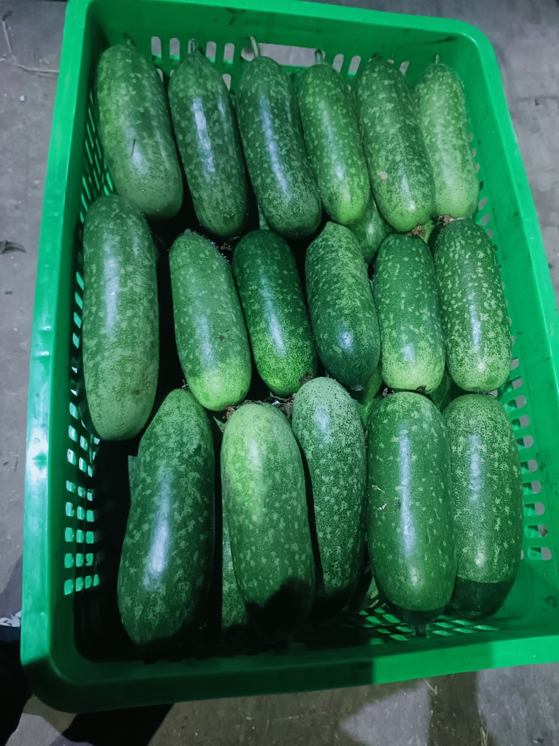 基地水果青皮青肉毛节瓜
