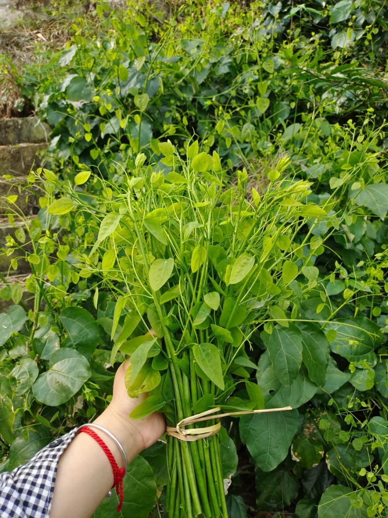 赤苍藤精品菜