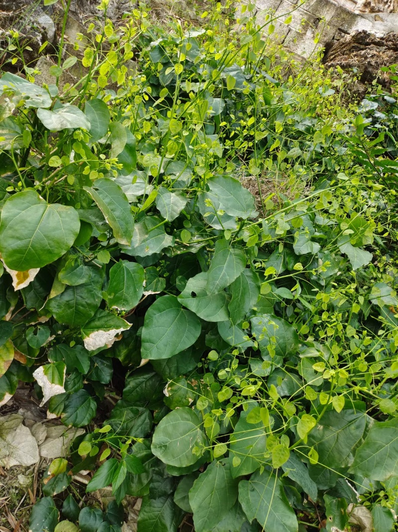 赤苍藤精品菜