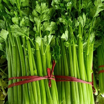 精品西芹，大量供应，全国发货