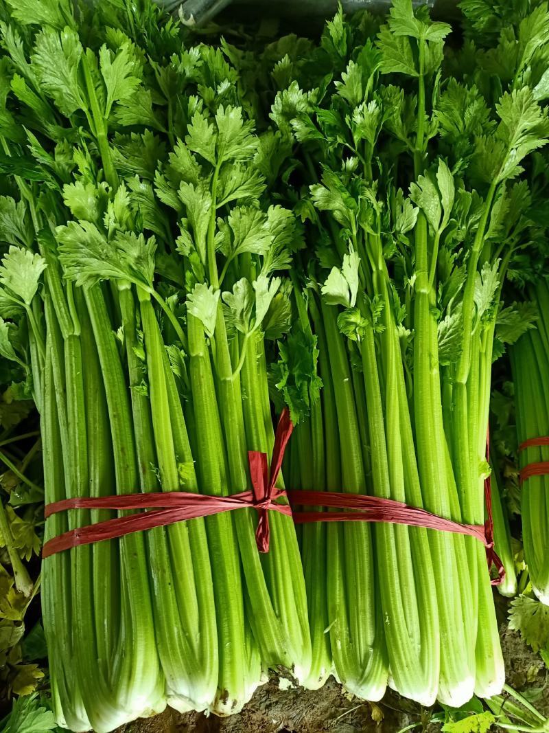 精品西芹，大量供应，全国发货