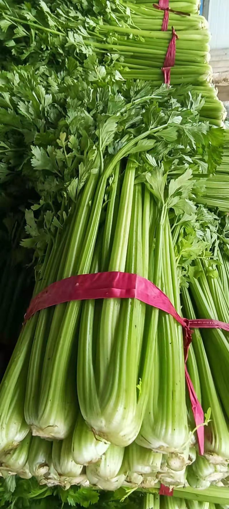 精品西芹，大量供应，全国发货
