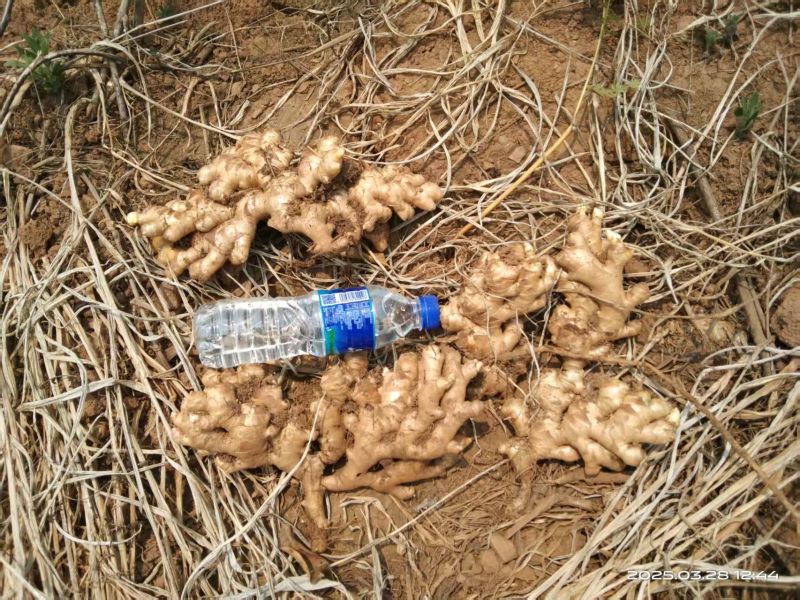 云南文山小黄姜大量有货，供货周期长量大优惠支持一件代发