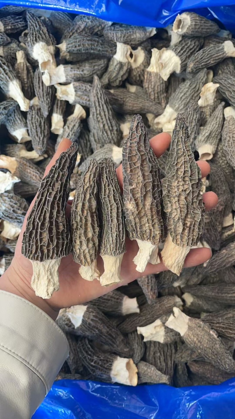 羊肚菌大量有货厂家直供价格美丽可电联详谈