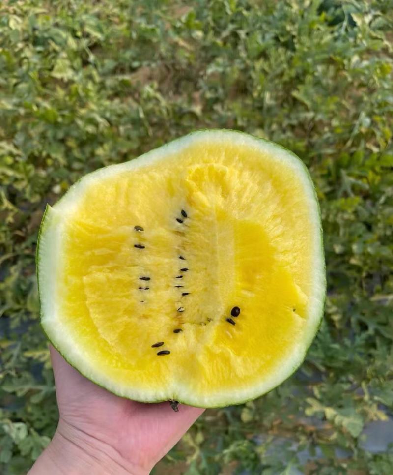 精品西瓜，特小凤西瓜大量供应，江苏沭阳产地直发新鲜采摘