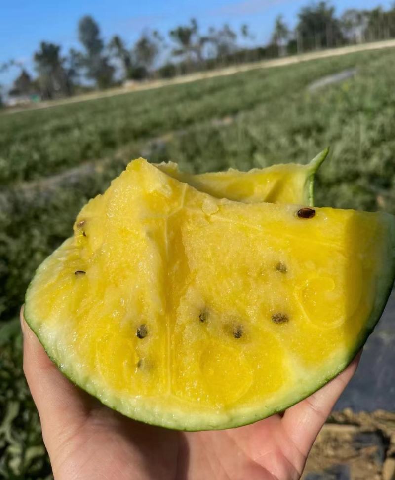 精品西瓜，特小凤西瓜大量供应，江苏沭阳产地直发新鲜采摘