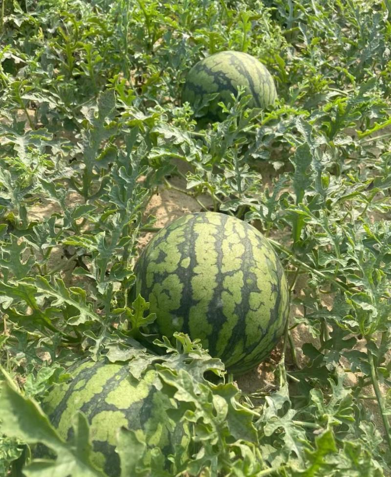 精品西瓜，特小凤西瓜大量供应，江苏沭阳产地直发新鲜采摘