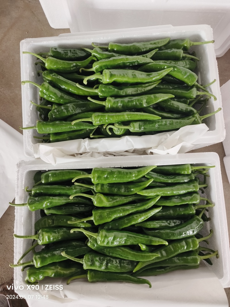 辣妹子辣椒基地直发一手货源量大质优欢迎看货选购