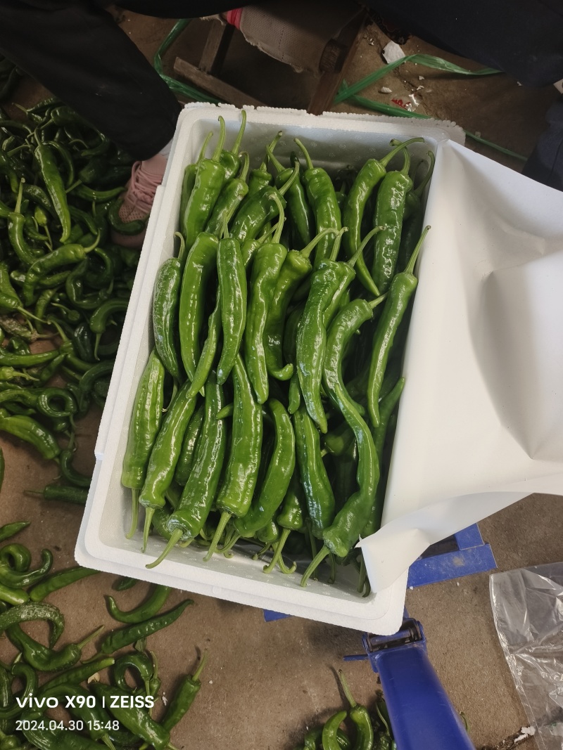辣妹子辣椒基地直发一手货源量大质优欢迎看货选购
