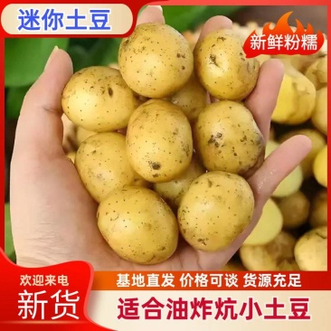 2026新鲜直发黄心油炸神农架炕小土豆迷你土豆各种大小