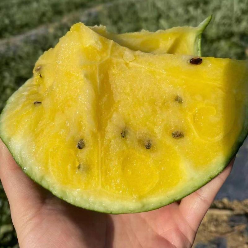 江苏沭阳大量供应特小凤西瓜，皮薄脆甜，货源充足，量大从优