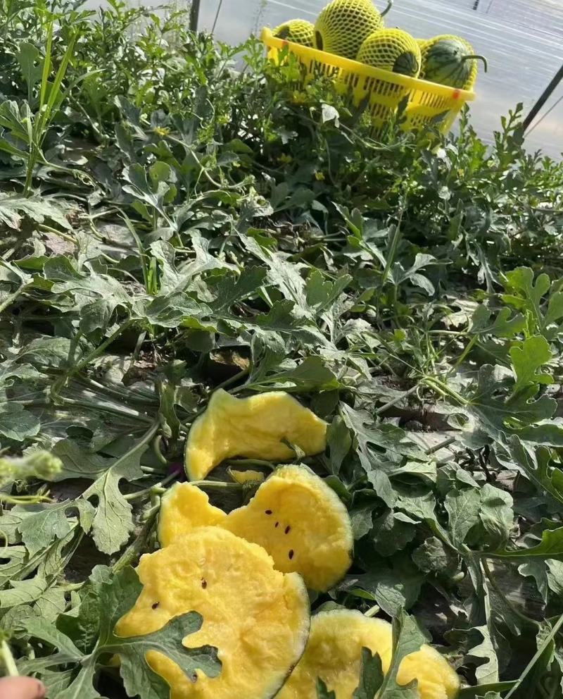 江苏沭阳大量供应特小凤西瓜，皮薄脆甜，货源充足，量大从优