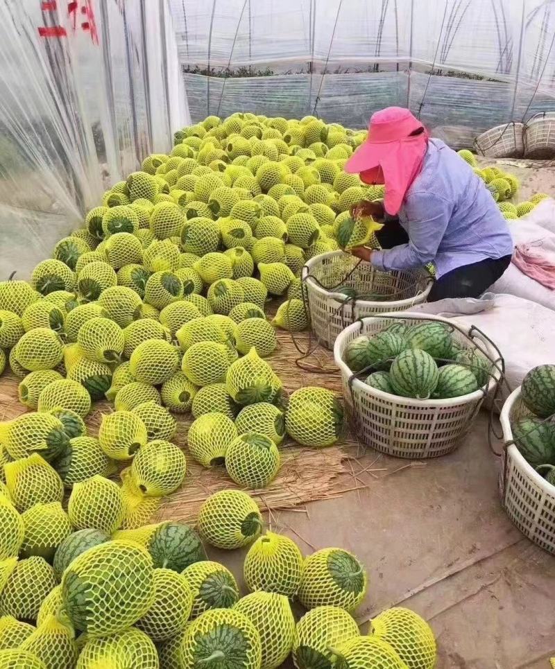 江苏沭阳大量供应特小凤西瓜，皮薄脆甜，货源充足，量大从优