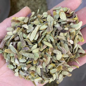 石斛切片厂家直供对接各大平台电联详谈价格