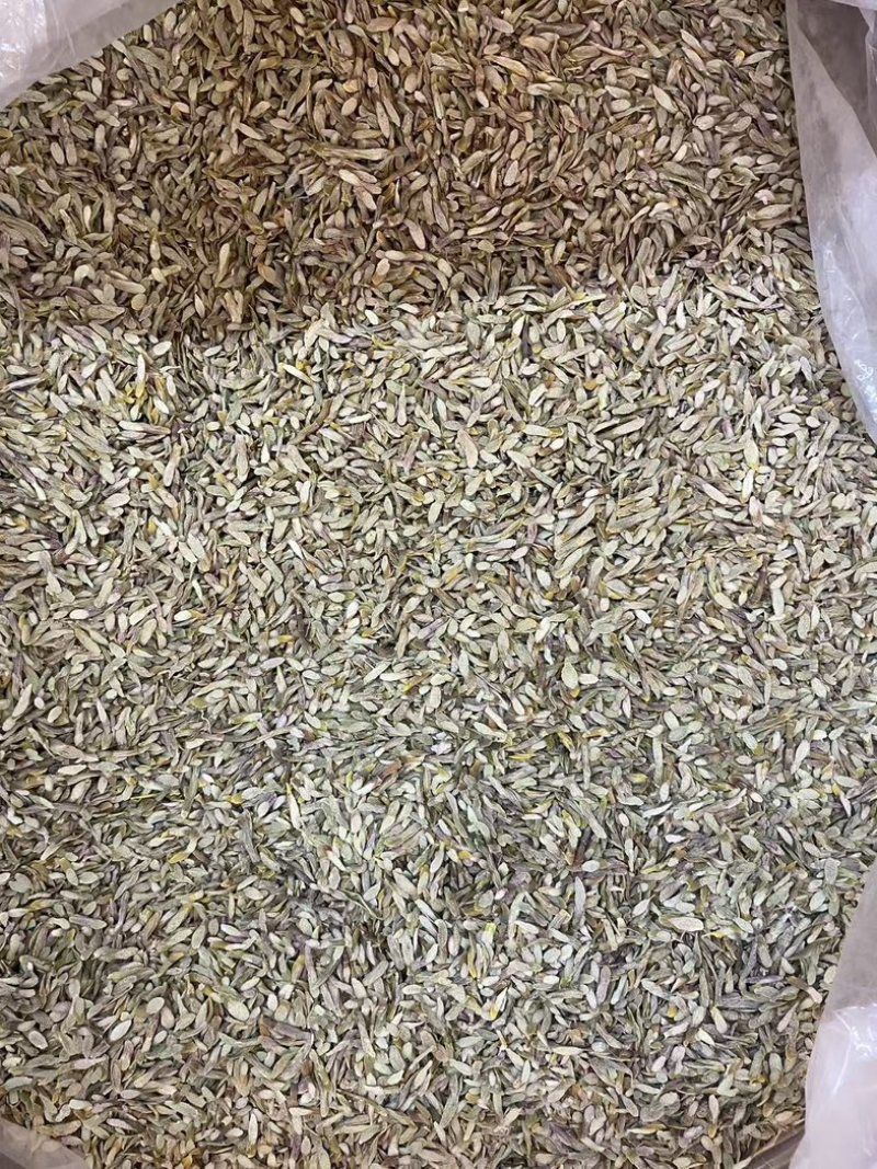 石斛切片厂家直供对接各大平台电联详谈价格