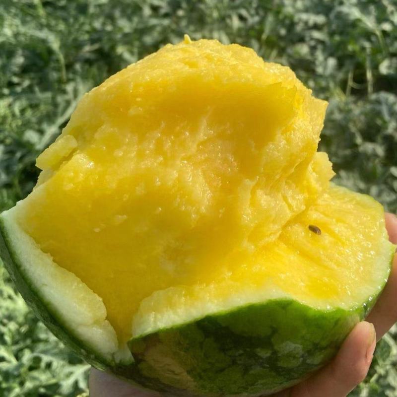 【实力推荐】沭阳精品特小凤西瓜，黄瓤西瓜，水分足