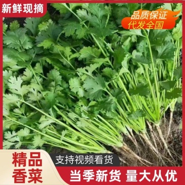 铁杆青香菜，中叶小叶精品香菜电商货加工厂市场货
