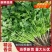铁杆青香菜，中叶小叶精品香菜电商货加工厂市场货