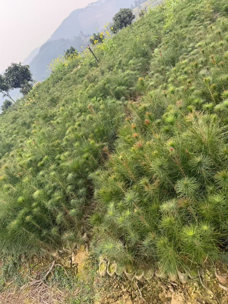马尾松