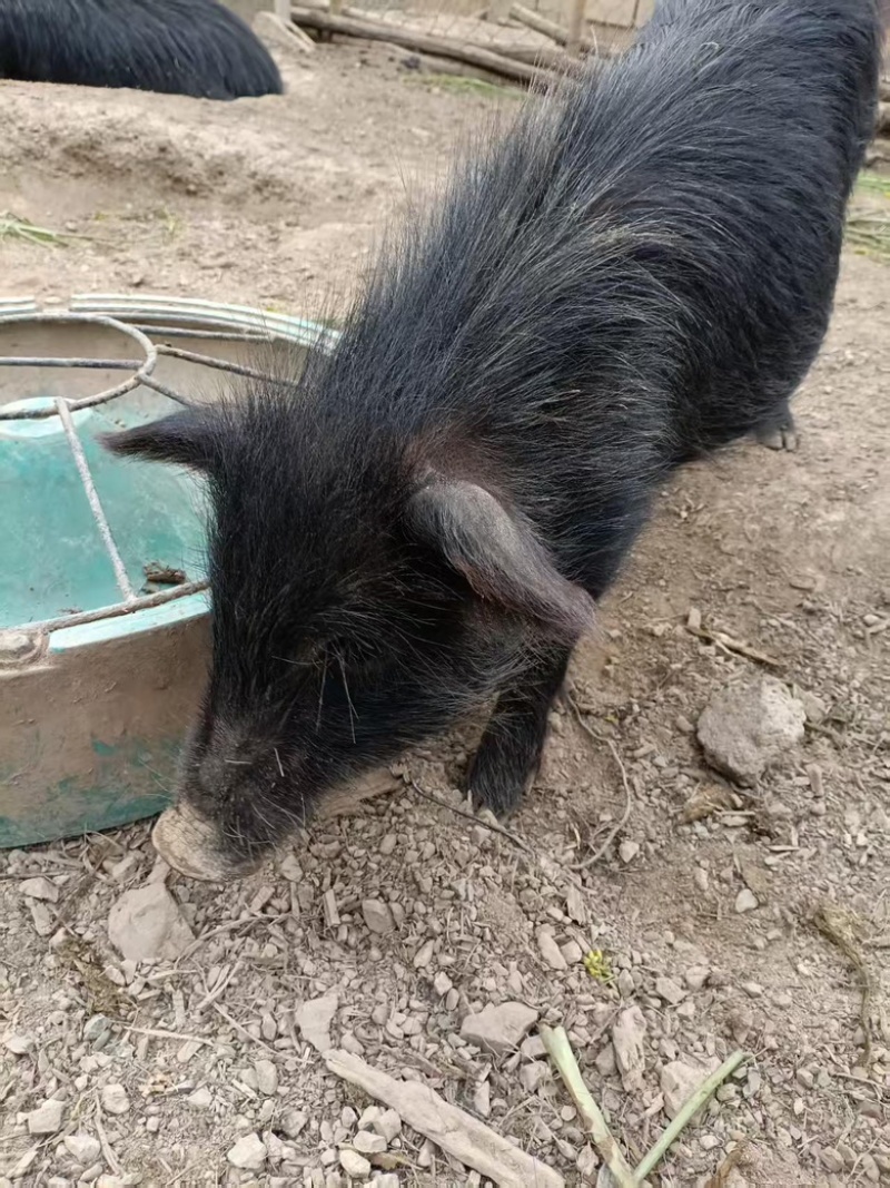 藏香小猪仔香猪仔猪粮食喂养支持电商商超各种渠道