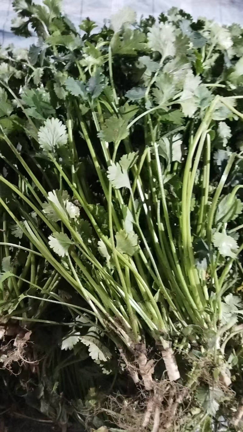 铁杆青香菜，中叶小叶精品香菜电商货加工厂市场货