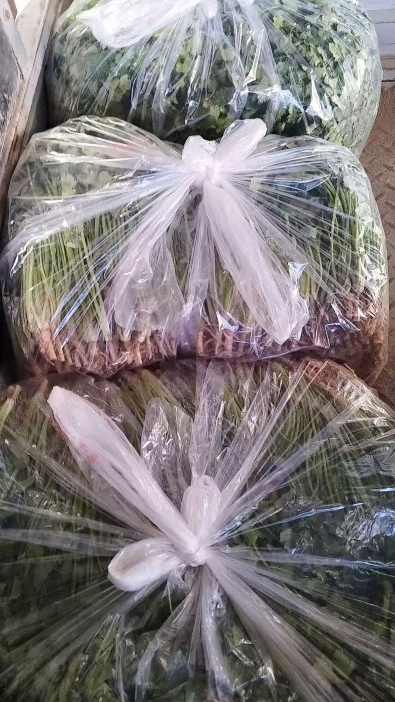 铁杆青香菜，中叶小叶精品香菜电商货加工厂市场货