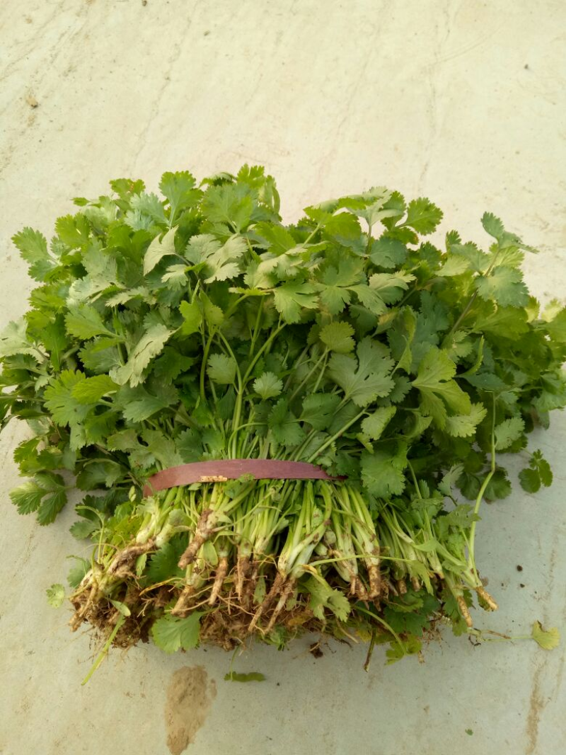 铁杆青香菜，中叶小叶精品香菜电商货加工厂市场货