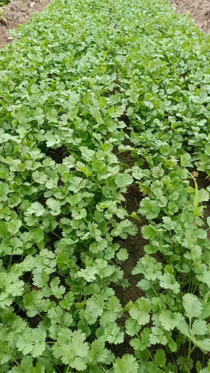铁杆青香菜，中叶小叶精品香菜电商货加工厂市场货