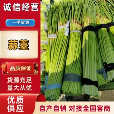 开封杞县蒜苔大量有货种植基地直发量大从优红帽蒜薹